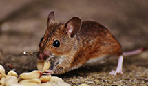 24 Hour & Emergency Exterminators in Westport, MN